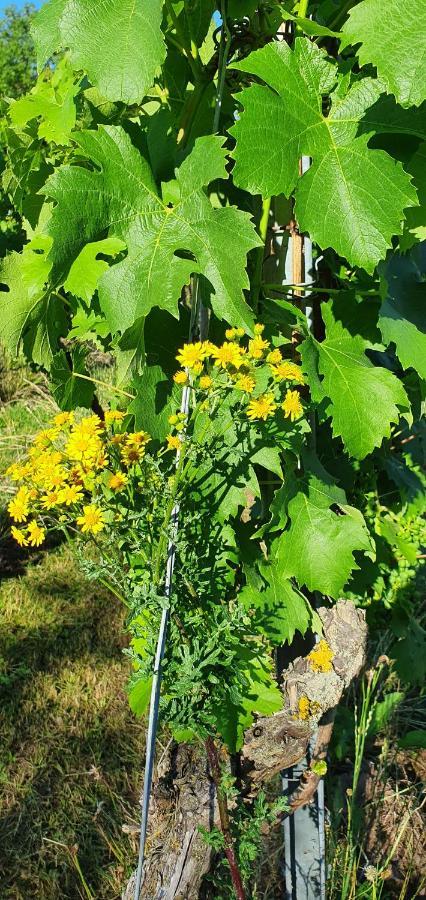 Apartmán Weingut Will Und Wuerz Lemberger Schwaigern Exteriér fotografie
